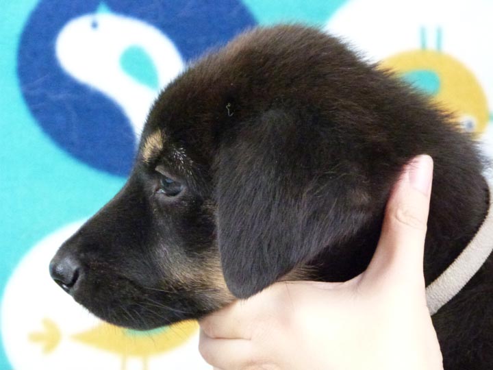 chinook puppy